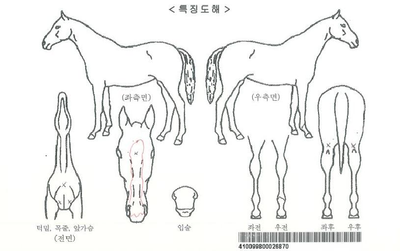 À§Áî¸ð¸àÆ®ÀÚ¸¶ÀÇ Ãø¸é,¿ì¸é,µÞ¸é,µÎ»ó,´Ù¸®ÀÇ Æ¯Â¡µµÇØ