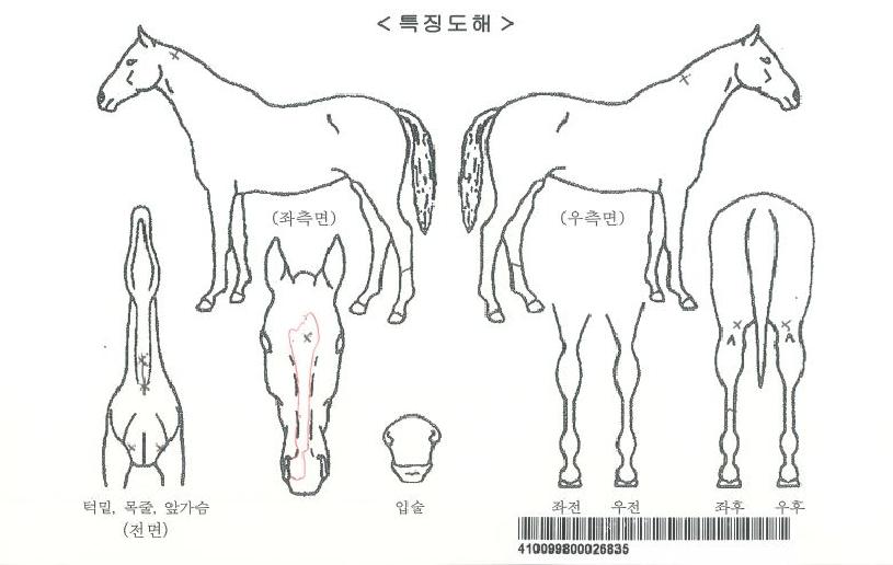 ´ÙÀÌ¾ÆÆÄ¿öÀÚ¸¶ÀÇ Ãø¸é,¿ì¸é,µÞ¸é,µÎ»ó,´Ù¸®ÀÇ Æ¯Â¡µµÇØ