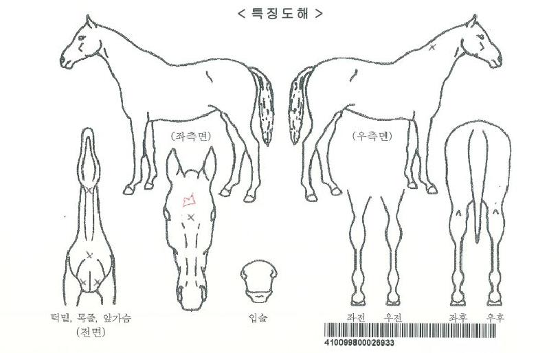 ºñÁ¦À̹̽ºÀÚ¸¶ÀÇ Ãø¸é,¿ì¸é,µÞ¸é,µÎ»ó,´Ù¸®ÀÇ Æ¯Â¡µµÇØ