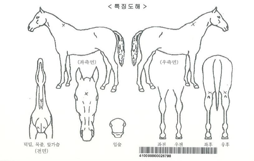 ���̾�Ÿ�̰��� ����,���,�޸�,�λ�,�ٸ��� Ư¡����