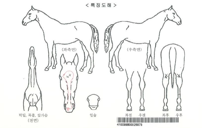 �Ŷ��ǹ̼��ڸ��� ����,���,�޸�,�λ�,�ٸ��� Ư¡����