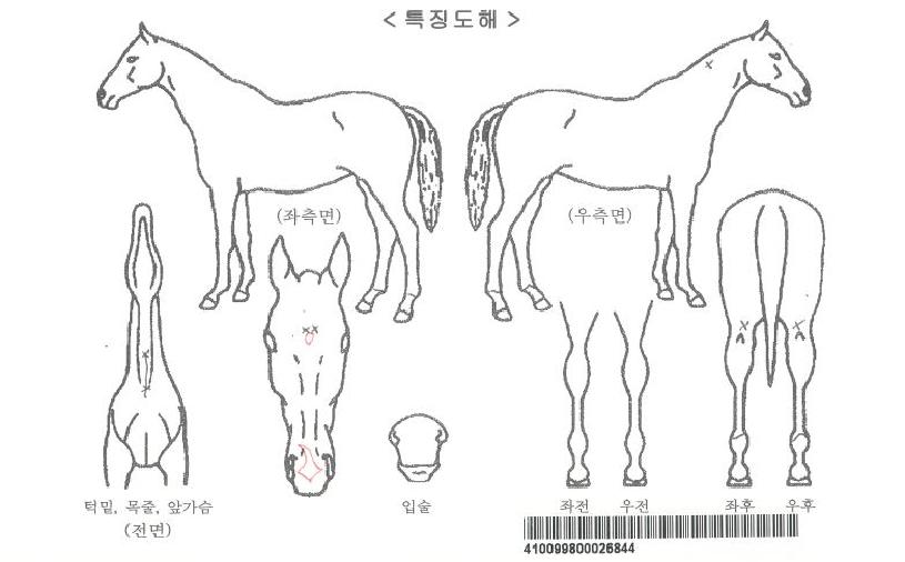 ������Ż���ȶ���ڸ��� ����,���,�޸�,�λ�,�ٸ��� Ư¡����