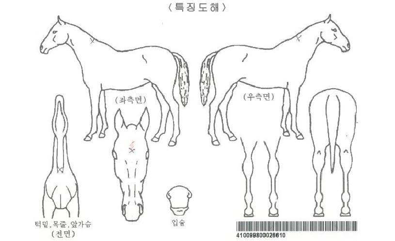 �����ڸ��� ����,���,�޸�,�λ�,�ٸ��� Ư¡����