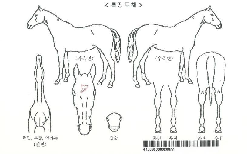 ��巰Ű�ڸ��� ����,���,�޸�,�λ�,�ٸ��� Ư¡����