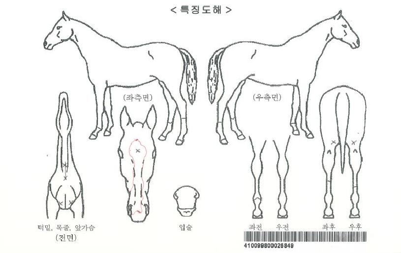 ÃÖ´ëdz¼ÓÀÚ¸¶ÀÇ Ãø¸é,¿ì¸é,µÞ¸é,µÎ»ó,´Ù¸®ÀÇ Æ¯Â¡µµÇØ