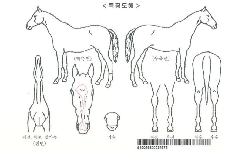 ¿À¾Æ½Ã½º¿µÃµÀÇ Ãø¸é,¿ì¸é,µÞ¸é,µÎ»ó,´Ù¸®ÀÇ Æ¯Â¡µµÇØ