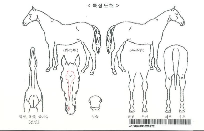 ���ں����ڸ��� ����,���,�޸�,�λ�,�ٸ��� Ư¡����