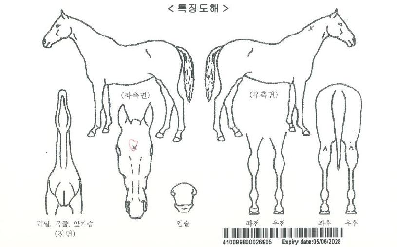 ���Ҷ��ڽ�Ʈ�ڸ��� ����,���,�޸�,�λ�,�ٸ��� Ư¡����