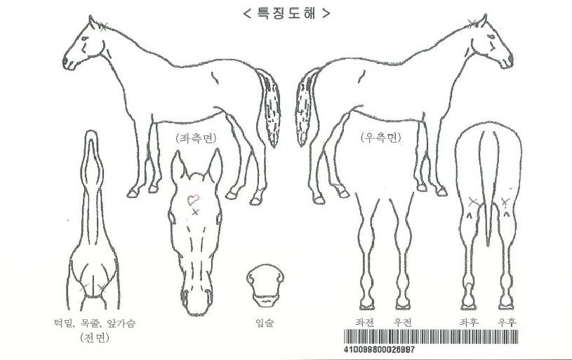 ��Ÿ���̾����� ����,���,�޸�,�λ�,�ٸ��� Ư¡����