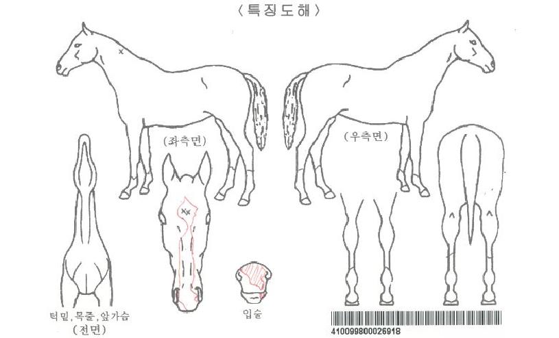 ¸Ó½Ã¸ÅÅͽºÀÚ¸¶ÀÇ Ãø¸é,¿ì¸é,µÞ¸é,µÎ»ó,´Ù¸®ÀÇ Æ¯Â¡µµÇØ