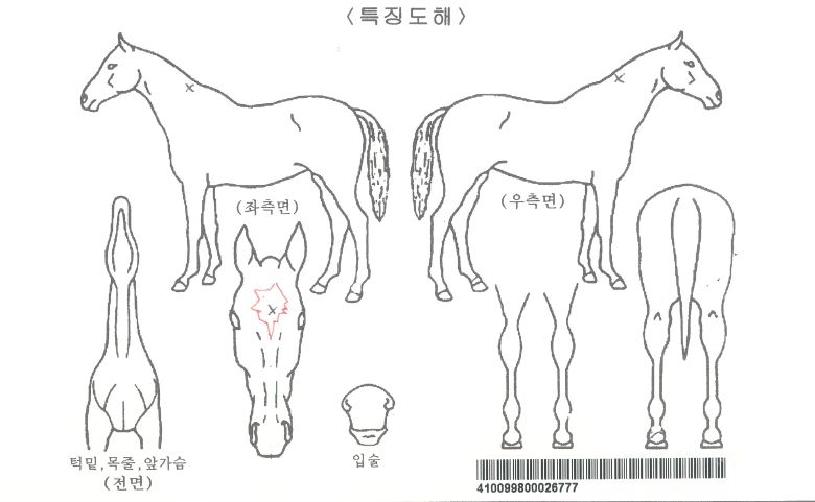 ·çºñ°øÁÖÀÇ Ãø¸é,¿ì¸é,µÞ¸é,µÎ»ó,´Ù¸®ÀÇ Æ¯Â¡µµÇØ