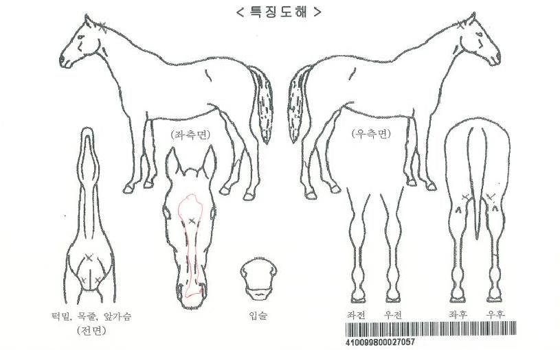 �뺧���ڸ��� ����,���,�޸�,�λ�,�ٸ��� Ư¡����