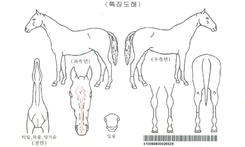 ºí·ç¸¶½ºÅ¸ÀÚ¸¶ÀÇ Ãø¸é,¿ì¸é,µÞ¸é,µÎ»ó,´Ù¸®ÀÇ Æ¯Â¡µµÇØ