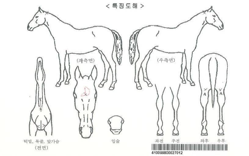 ¹ö´×ÇöóÀÌÀÚ¸¶ÀÇ Ãø¸é,¿ì¸é,µÞ¸é,µÎ»ó,´Ù¸®ÀÇ Æ¯Â¡µµÇØ