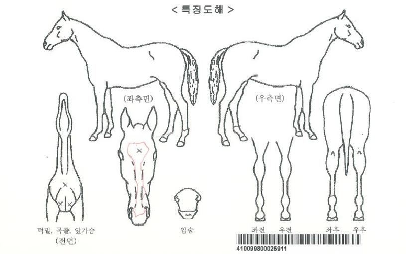 ť�ǵ�帮���� ����,���,�޸�,�λ�,�ٸ��� Ư¡����