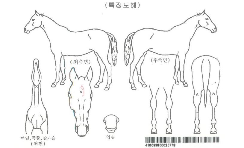 ½Ç¹öºí·Î¼¶ÀÚ¸¶ÀÇ Ãø¸é,¿ì¸é,µÞ¸é,µÎ»ó,´Ù¸®ÀÇ Æ¯Â¡µµÇØ