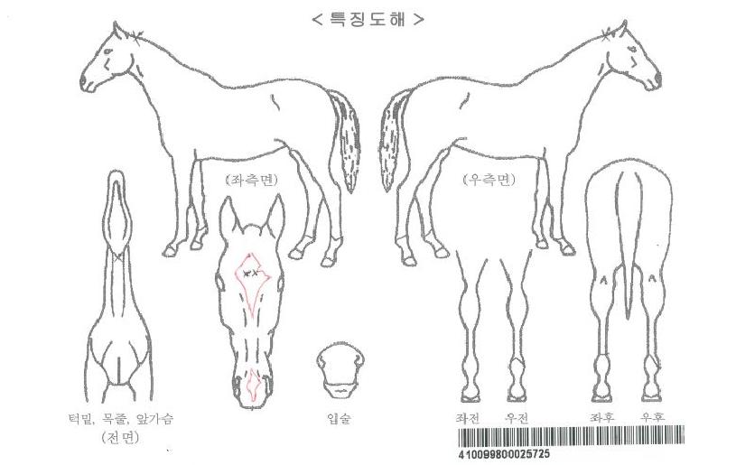 �¹ٿ��ڸ��� ����,���,�޸�,�λ�,�ٸ��� Ư¡����