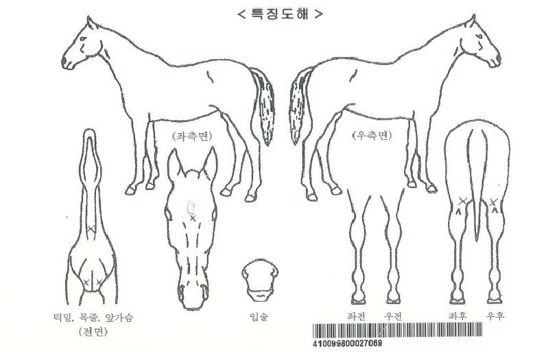 ³¯¾Æ¶óÈúÀÚ¸¶ÀÇ Ãø¸é,¿ì¸é,µÞ¸é,µÎ»ó,´Ù¸®ÀÇ Æ¯Â¡µµÇØ