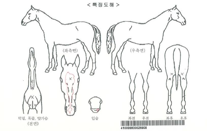 ÇØ¼º½ºÅ¸ÀÚ¸¶ÀÇ Ãø¸é,¿ì¸é,µÞ¸é,µÎ»ó,´Ù¸®ÀÇ Æ¯Â¡µµÇØ