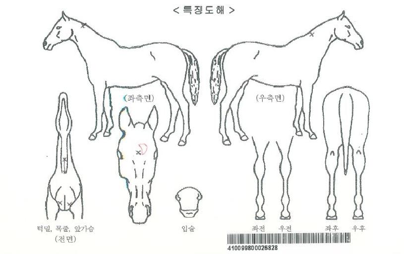 ���������ڸ��� ����,���,�޸�,�λ�,�ٸ��� Ư¡����