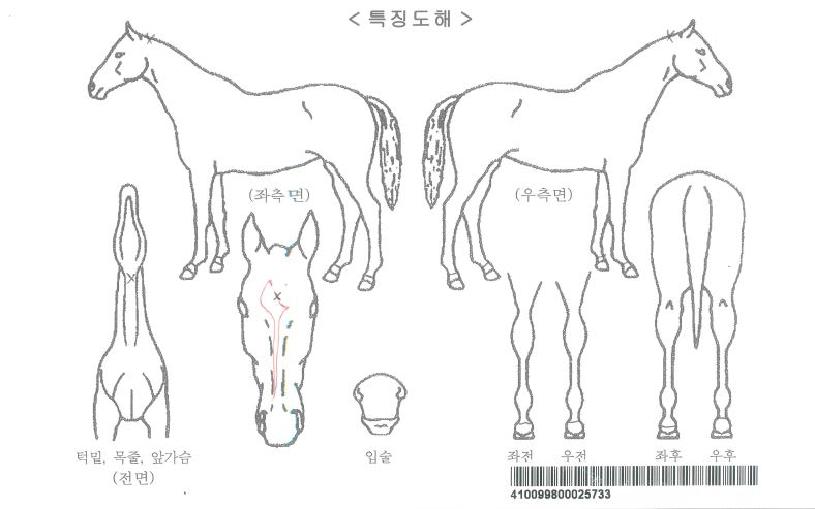 Ȳ¿ì¹ø°³ÀÚ¸¶ÀÇ Ãø¸é,¿ì¸é,µÞ¸é,µÎ»ó,´Ù¸®ÀÇ Æ¯Â¡µµÇØ