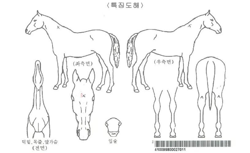 ¹é»ê¼±´õÀÚ¸¶ÀÇ Ãø¸é,¿ì¸é,µÞ¸é,µÎ»ó,´Ù¸®ÀÇ Æ¯Â¡µµÇØ