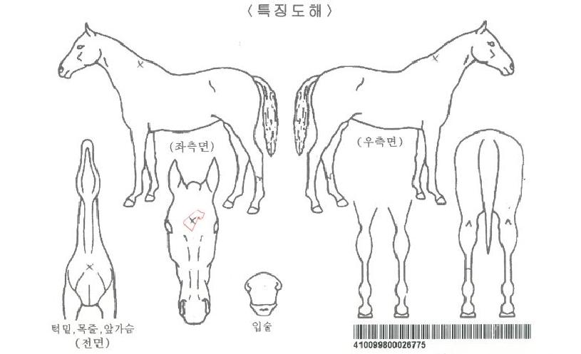 ¿ø´õµå¸®¸ÓÀÚ¸¶ÀÇ Ãø¸é,¿ì¸é,µÞ¸é,µÎ»ó,´Ù¸®ÀÇ Æ¯Â¡µµÇØ