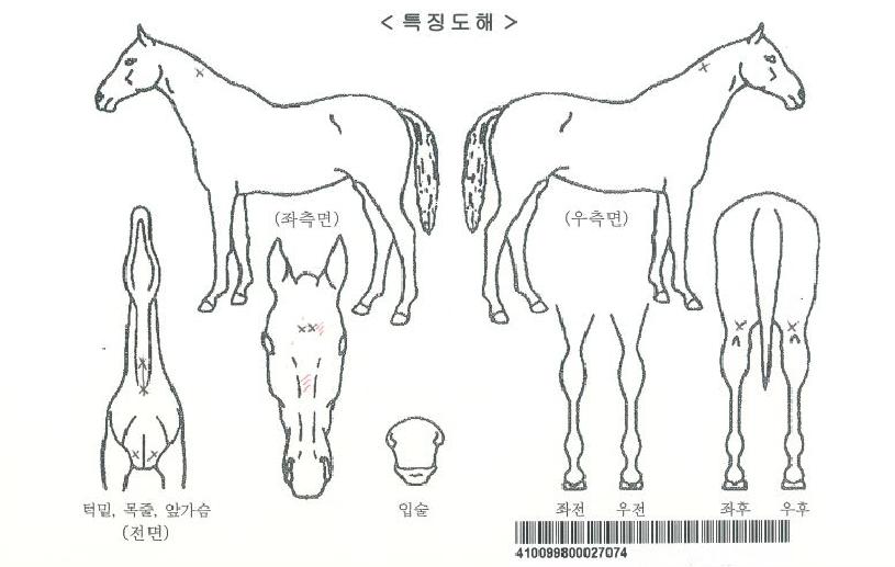 ¿¢Åæ½ÅÈÀÚ¸¶ÀÇ Ãø¸é,¿ì¸é,µÞ¸é,µÎ»ó,´Ù¸®ÀÇ Æ¯Â¡µµÇØ