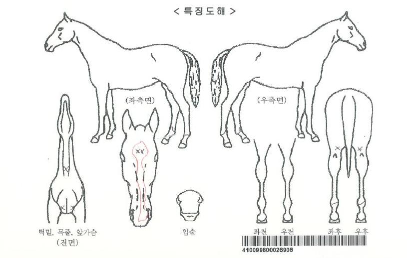 Çϳ²¸íÀåÀÇ Ãø¸é,¿ì¸é,µÞ¸é,µÎ»ó,´Ù¸®ÀÇ Æ¯Â¡µµÇØ