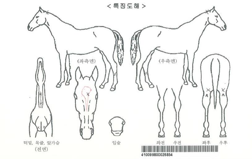 õ�����ڸ��� ����,���,�޸�,�λ�,�ٸ��� Ư¡����