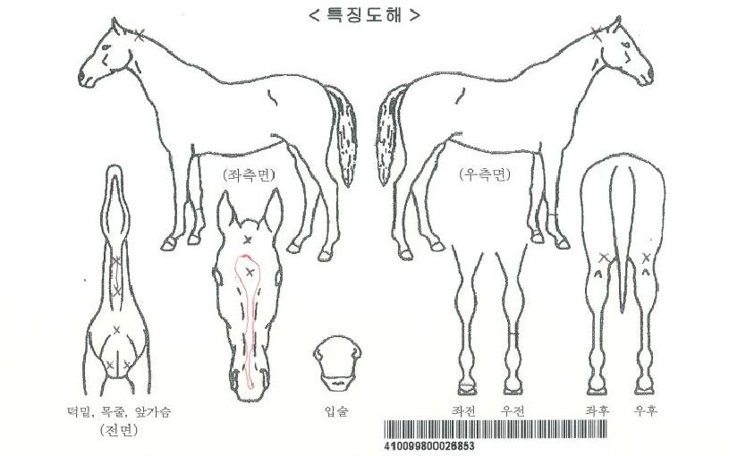 ´ë±æÈ¯È£ÀÇ Ãø¸é,¿ì¸é,µÞ¸é,µÎ»ó,´Ù¸®ÀÇ Æ¯Â¡µµÇØ