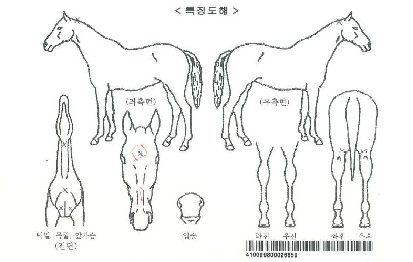 ���ν��Ѽ��ڸ��� ����,���,�޸�,�λ�,�ٸ��� Ư¡����