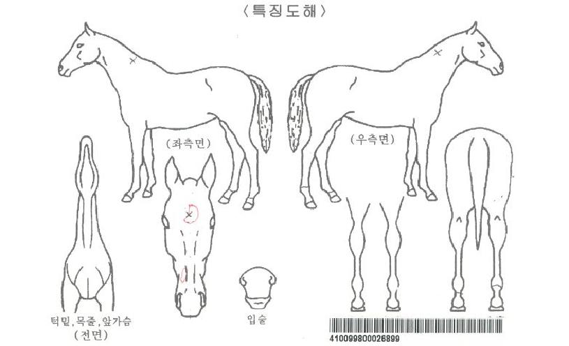 ÁÖ¸»ÆÄƼÀÚ¸¶ÀÇ Ãø¸é,¿ì¸é,µÞ¸é,µÎ»ó,´Ù¸®ÀÇ Æ¯Â¡µµÇØ