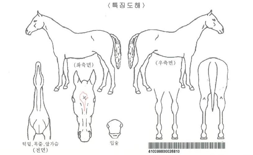 �ٶ��Ǿ���ڸ��� ����,���,�޸�,�λ�,�ٸ��� Ư¡����