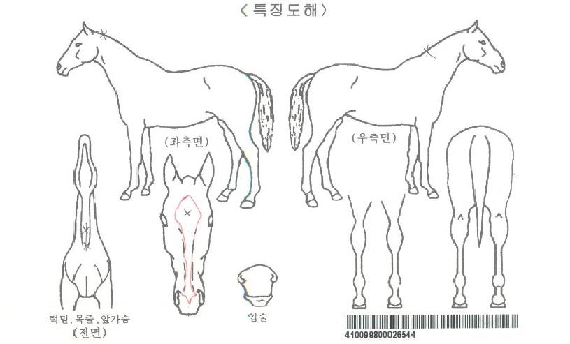 Å©·ç½ºµ¨¼ö¸£ÀÚ¸¶ÀÇ Ãø¸é,¿ì¸é,µÞ¸é,µÎ»ó,´Ù¸®ÀÇ Æ¯Â¡µµÇØ