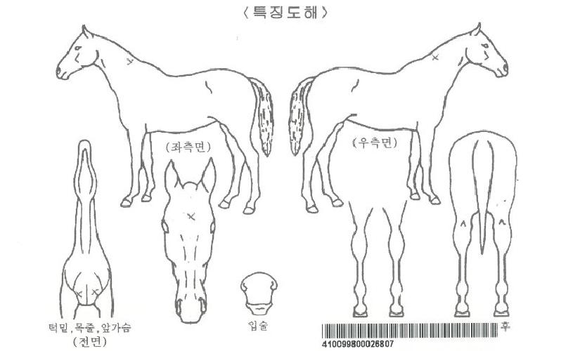 ´õÄý½Ç¹öÀÚ¸¶ÀÇ Ãø¸é,¿ì¸é,µÞ¸é,µÎ»ó,´Ù¸®ÀÇ Æ¯Â¡µµÇØ