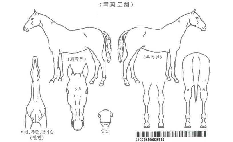 Â÷À̳ª°ñµåÀÚ¸¶ÀÇ Ãø¸é,¿ì¸é,µÞ¸é,µÎ»ó,´Ù¸®ÀÇ Æ¯Â¡µµÇØ