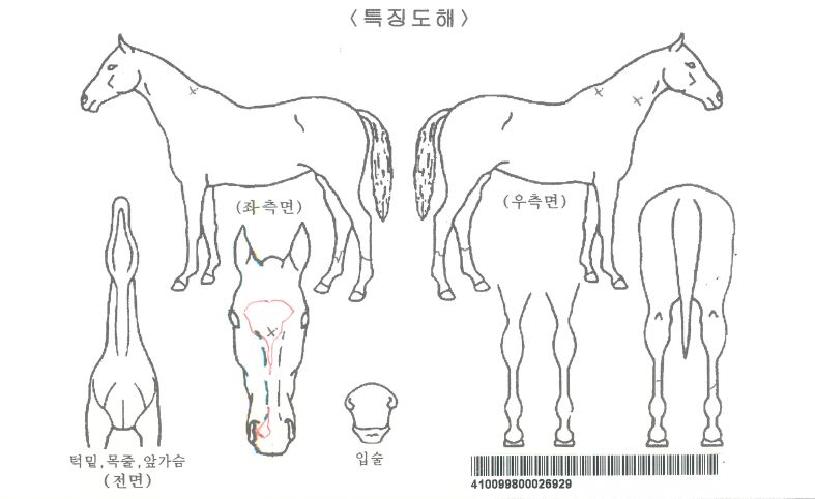 ¿ø´õÇ®ÇǽºÀÚ¸¶ÀÇ Ãø¸é,¿ì¸é,µÞ¸é,µÎ»ó,´Ù¸®ÀÇ Æ¯Â¡µµÇØ