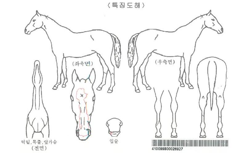 Å¥Çǵå°ÉÀÚ¸¶ÀÇ Ãø¸é,¿ì¸é,µÞ¸é,µÎ»ó,´Ù¸®ÀÇ Æ¯Â¡µµÇØ