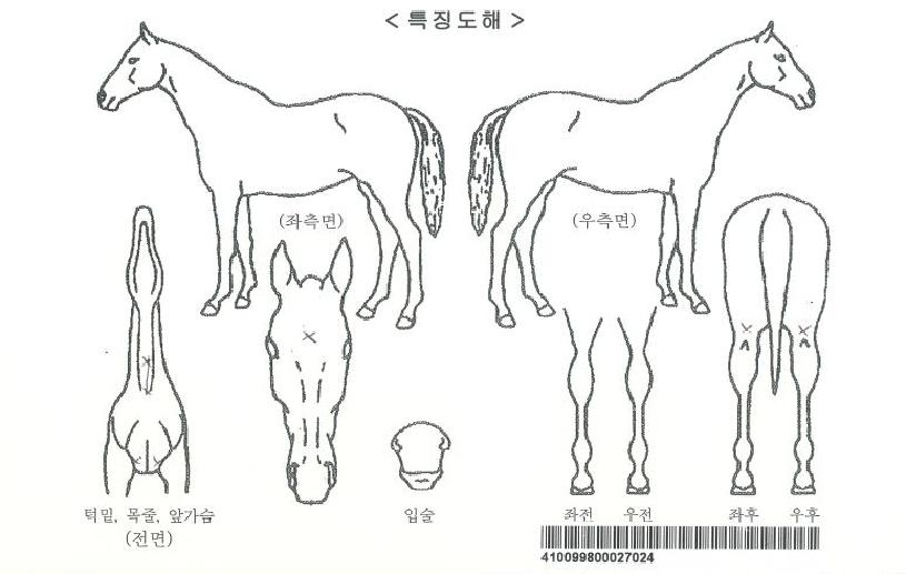 ÇÁ·ç´ø½ºÀÚ¸¶ÀÇ Ãø¸é,¿ì¸é,µÞ¸é,µÎ»ó,´Ù¸®ÀÇ Æ¯Â¡µµÇØ