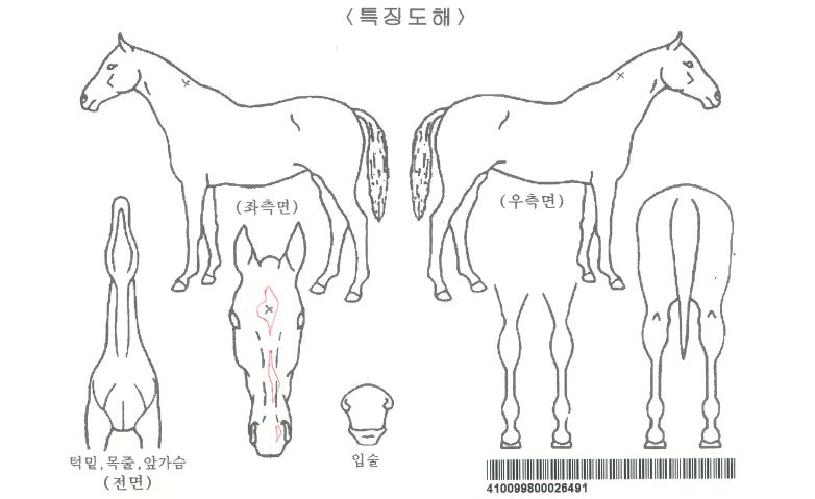 Ä¿¹ö°ÉÀú½ºÆ¼½ºÀÚ¸¶ÀÇ Ãø¸é,¿ì¸é,µÞ¸é,µÎ»ó,´Ù¸®ÀÇ Æ¯Â¡µµÇØ