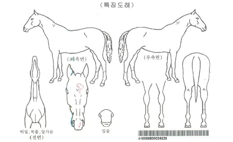 ·ç¾²¸®½ºÄ÷¸®Æ¼ÀÚ¸¶ÀÇ Ãø¸é,¿ì¸é,µÞ¸é,µÎ»ó,´Ù¸®ÀÇ Æ¯Â¡µµÇØ