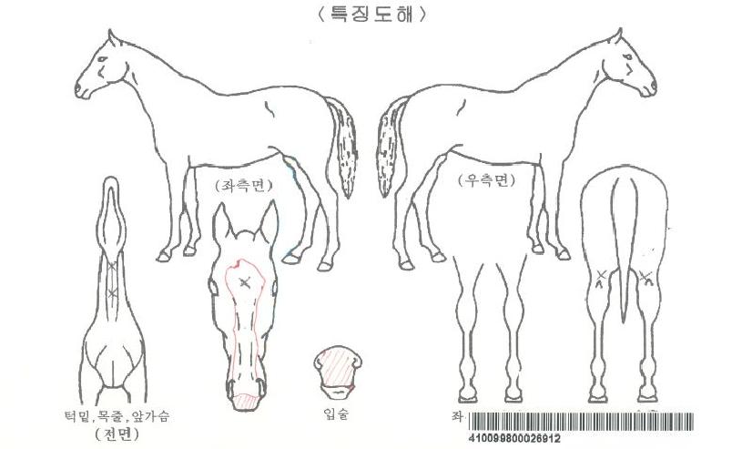 ¸±¸®º§ºñÀÚ¸¶ÀÇ Ãø¸é,¿ì¸é,µÞ¸é,µÎ»ó,´Ù¸®ÀÇ Æ¯Â¡µµÇØ