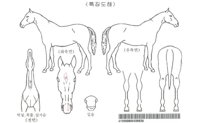 ·¯ºê·¹À̽ºÀÚ¸¶ÀÇ Ãø¸é,¿ì¸é,µÞ¸é,µÎ»ó,´Ù¸®ÀÇ Æ¯Â¡µµÇØ