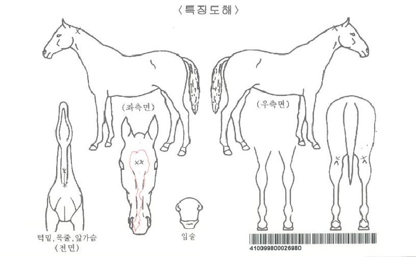 ���׸������� ����,���,�޸�,�λ�,�ٸ��� Ư¡����