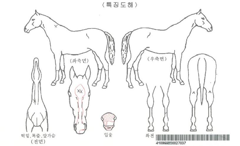 Æ÷Æ®½º´ö¼ÇÀÚ¸¶ÀÇ Ãø¸é,¿ì¸é,µÞ¸é,µÎ»ó,´Ù¸®ÀÇ Æ¯Â¡µµÇØ