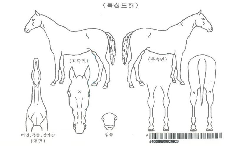 »õ½Ã¼¼´ÏÄ¿ÀÚ¸¶ÀÇ Ãø¸é,¿ì¸é,µÞ¸é,µÎ»ó,´Ù¸®ÀÇ Æ¯Â¡µµÇØ