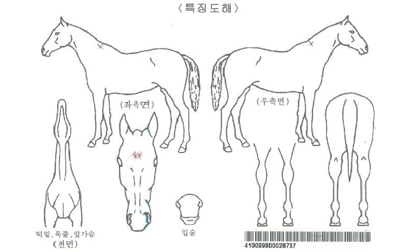 ´Ù³¯´ÙÀÇ Ãø¸é,¿ì¸é,µÞ¸é,µÎ»ó,´Ù¸®ÀÇ Æ¯Â¡µµÇØ