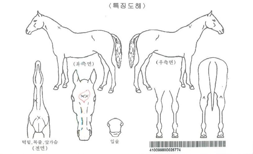 ����帮���ڸ��� ����,���,�޸�,�λ�,�ٸ��� Ư¡����