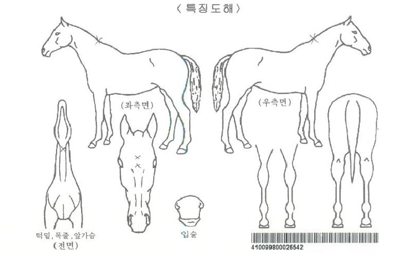 Çí»ç¸ÞÅ׸£ÀÚ¸¶ÀÇ Ãø¸é,¿ì¸é,µÞ¸é,µÎ»ó,´Ù¸®ÀÇ Æ¯Â¡µµÇØ